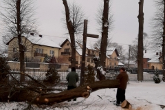 drzewa_sól_luty-11