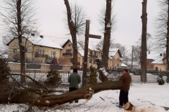 drzewa_sól_luty-12
