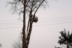 drzewa_sól_luty-14
