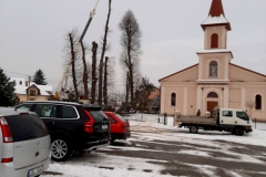 drzewa_sól_luty-16