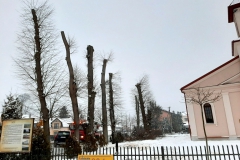 drzewa_sól_luty-20