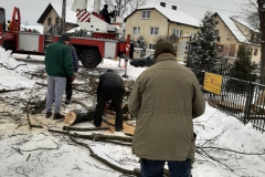 drzewa_sól_luty-5