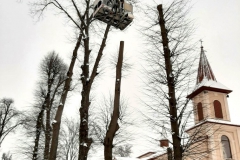 drzewa_sól_luty-6