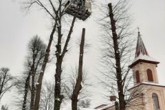 drzewa_sól_luty-7