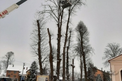 drzewa_sól_luty-8