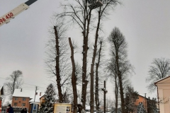 drzewa_sól_luty-9