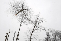 wycinka_sól-25